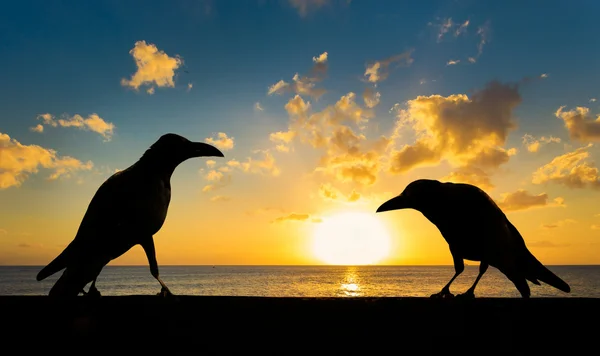 Silhouette kråkor i solnedgången — Stockfoto