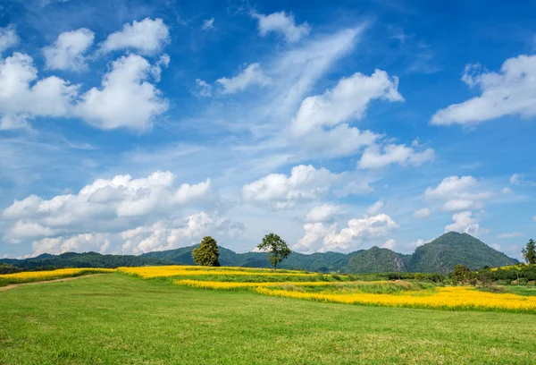 Gelbe Blumenfelder mit blauem Himmel Hintergrund — Stockfoto