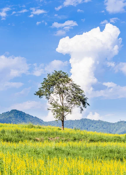 Big tree in yellow flower fields with blue sky background — Stock Photo, Image