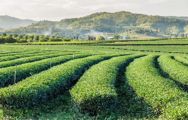Tea plantations with mountain background — Stock Photo, Image