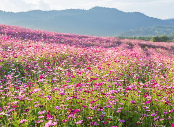 Roze kosmos bloem velden met berg achtergrond — Stockfoto