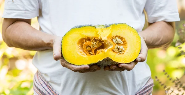 Pedazo de calabaza en las manos del hombre — Foto de Stock