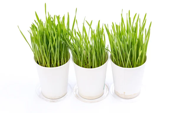 Wheat grass isolated on white background — Stock Photo, Image