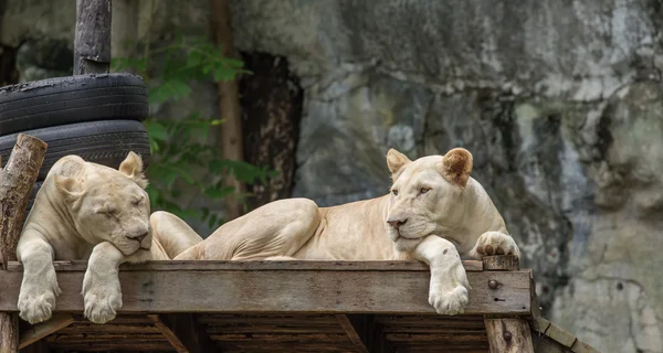 Weißer Löwe — Stockfoto