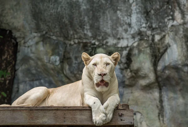 Weißer Löwe — Stockfoto