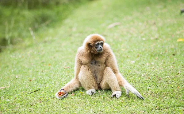 Gibbon im Dschungel — Stockfoto