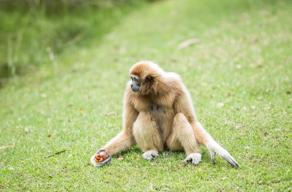 Gibbon in the jungle — Stock Photo, Image