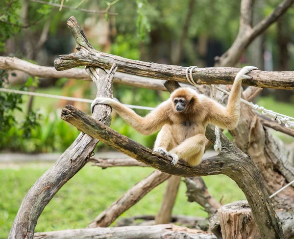 Gibbon v džungli — Stock fotografie