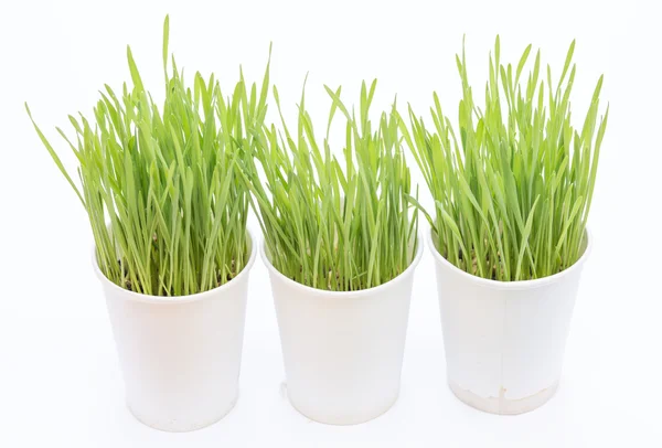 Cup of wheat grass on white background — Stock Photo, Image