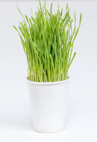 Cup of wheat grass — Stock Photo, Image