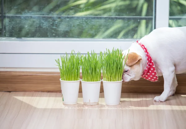 Chiwawa puppy eat wheat grass — Stock Photo, Image