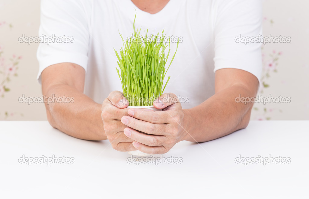 Man hands holding cup of wheat grass