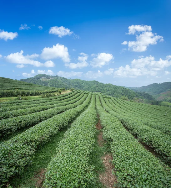 Tea plantation with blue sky background — Stock Photo, Image