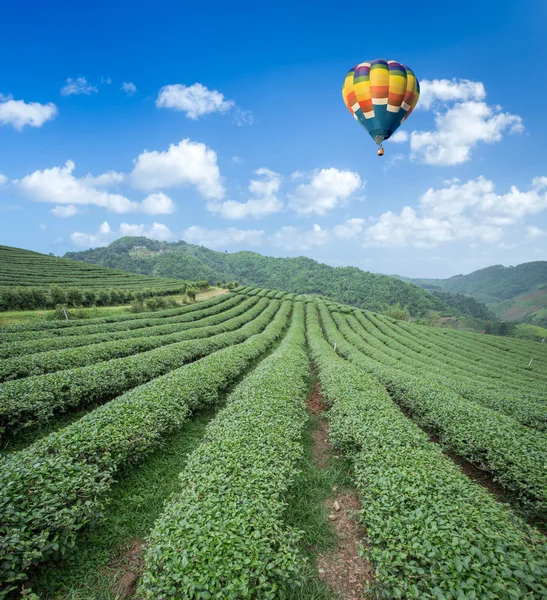 Hot air balloon over Tea plantation with blue sky background — Stock Photo, Image