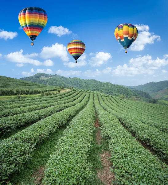 热气球在茶园与蓝色的天空背景 — 图库照片