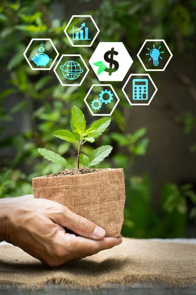 Man Hand Holding Growing Plant Sack Pot Nature Ecology Earth — Stock Photo, Image