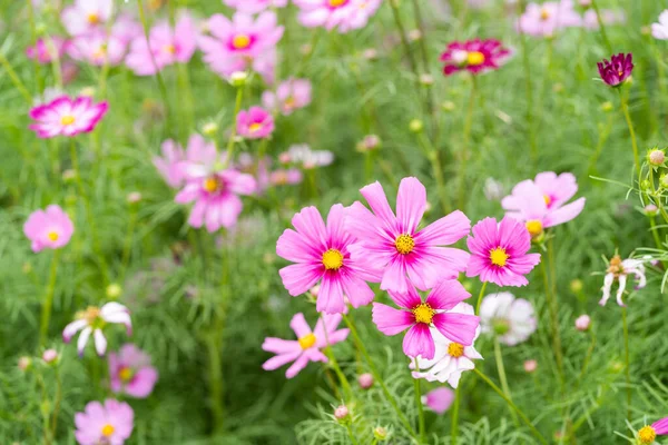 Roze Cosmos Bloemenvelden Natuur Achtergrond — Stockfoto