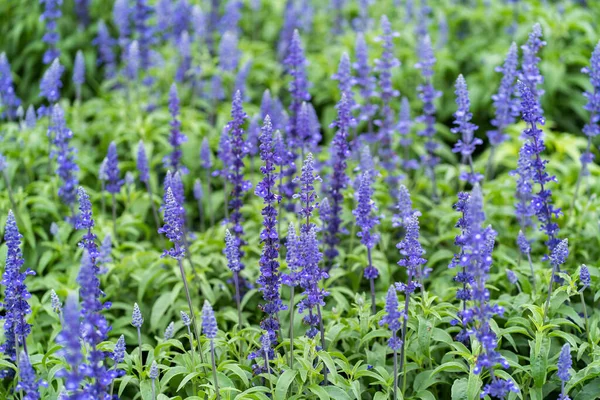 Mor lavanta çiçeği tarlaları