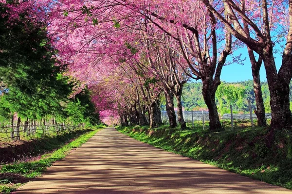 Cherry Blossom Pathway in ChiangMai, Thailand — Stock Photo, Image