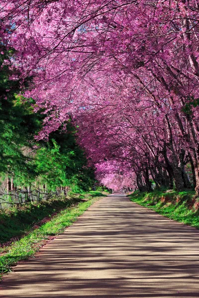 kiraz çiçeği yolu içinde chiangmai, Tayland