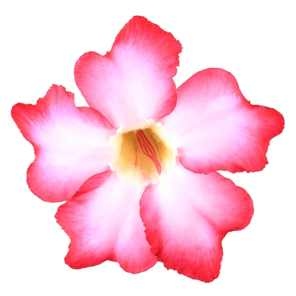 Sfondo floreale. Primo piano del fiore tropicale Pink Adenium. Des — Foto Stock