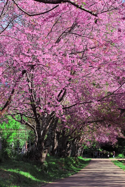 Cherry Blossom Pathway a Chiang Mai, Thailandia — Foto Stock