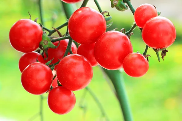 Gros plan des tomates rouges fraîches encore sur la plante — Photo