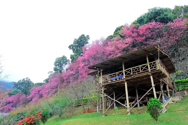 Excelente flor de cerezo rosa con casa antigua — Foto de Stock