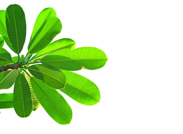 Green leaves on white background — Stock Photo, Image