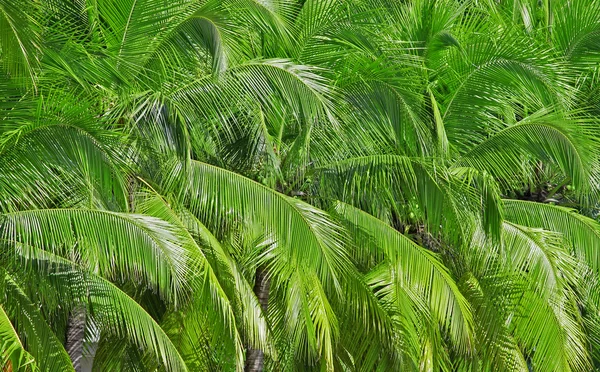 Palm tree with coconut — Stock Photo, Image