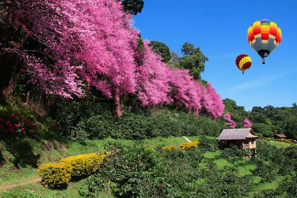 Horkovzdušný balón a sakura růžová květina v chiangmai, Thajsko — Stock fotografie