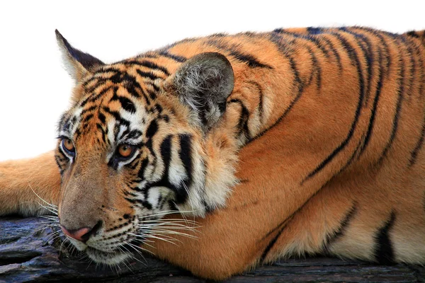 Mange gir mat og drikke til 12 999 buddhistmunker den 30. desember 2012. – stockfoto