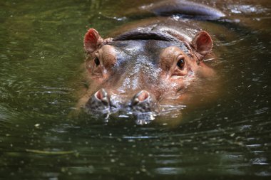 Su aygırı ( Su aygırı amfibi )