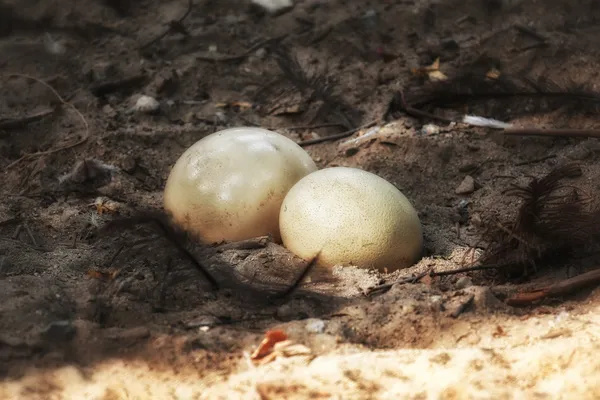 Ostrich eggs — Stock Photo, Image