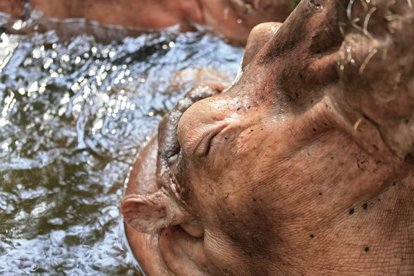 Nilpferd (hippopotamus amphibius) ) — Stockfoto