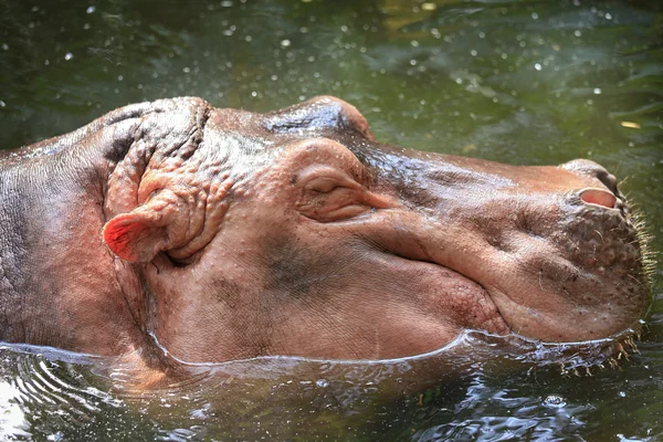 Hippopotame (Hippopotame amphibie)  ) — Photo