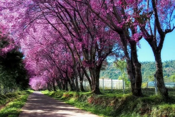 Kirschblüte — Stockfoto