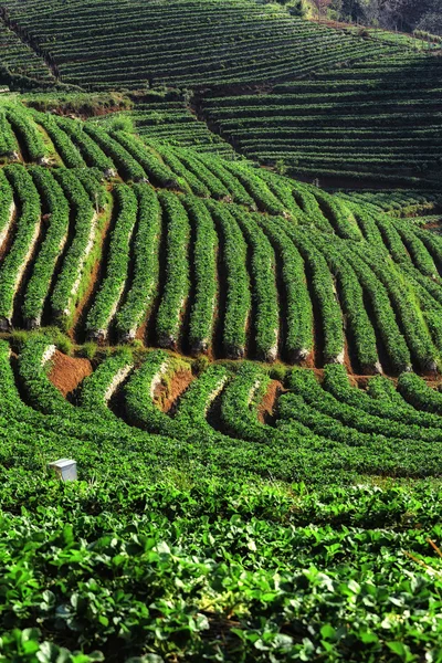 Belo campo de morango em Chiang mai Tailândia — Fotografia de Stock