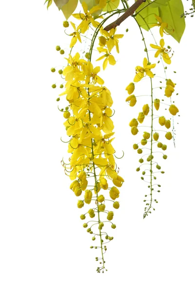 Flor dourada do chuveiro — Fotografia de Stock