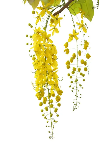 Vishu flower Stock Photos, Royalty Free Vishu flower Images | Depositphotos Vishu flower Stock Photos, Royalty Free Vishu flower Images | Depositphotos