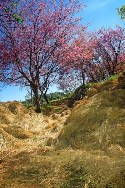 Sakura in chiang mai haben stroh — Stockfoto
