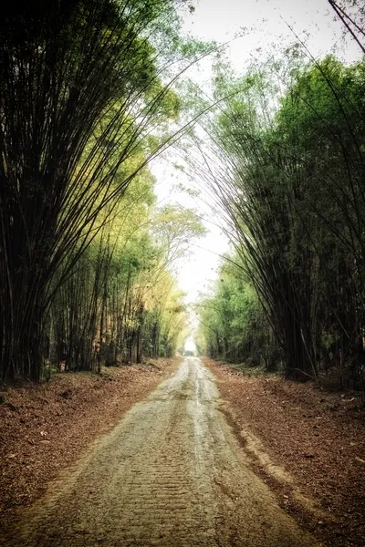 Bambu ormanında kırsal yol