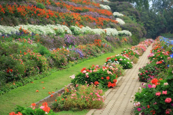 Caminho caminho e flores no parque — Fotografia de Stock
