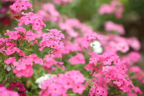 Flower and beautiful petals — Stock Photo, Image