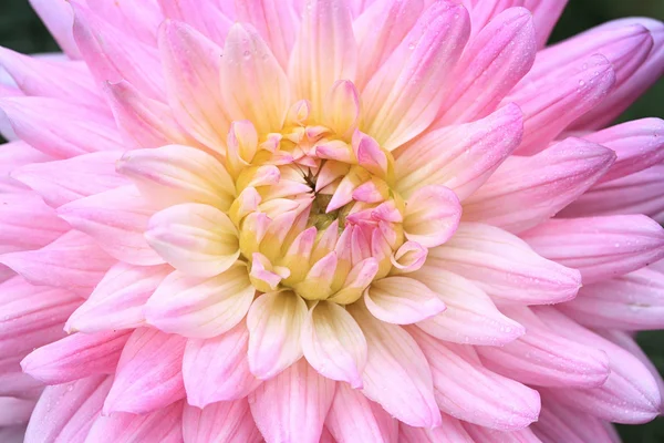 Fiore e bei petali con gocce d'acqua — Foto Stock