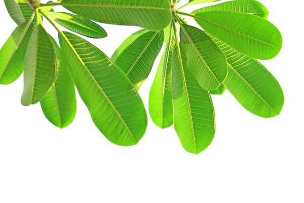 Зелене листя на білому фоні — стокове фото