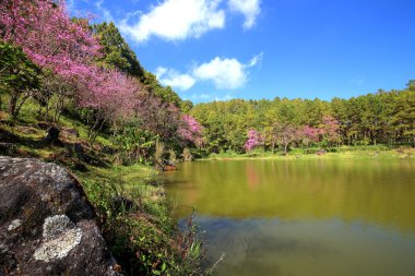 Bahar içinde kiraz çiçeği