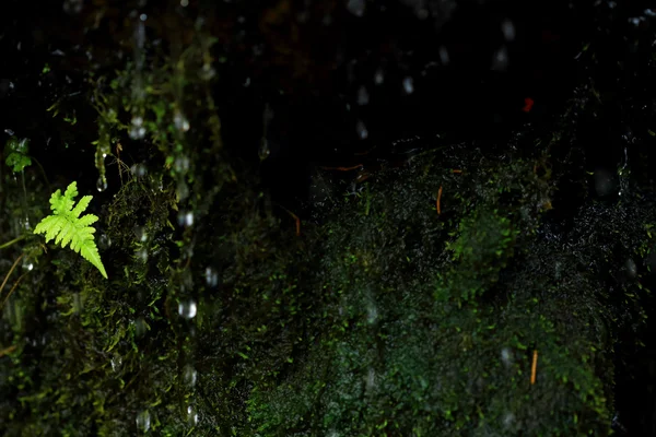 Feuille de fougère fraîche avec gouttes d'eau — Photo