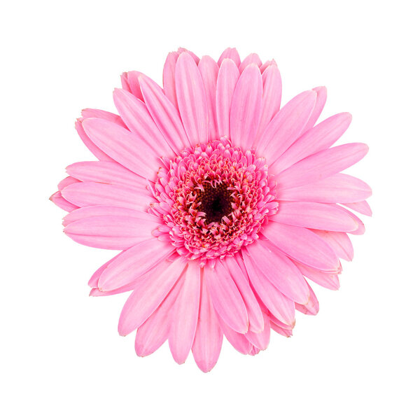 Pink gerbera daisy isolated on white background