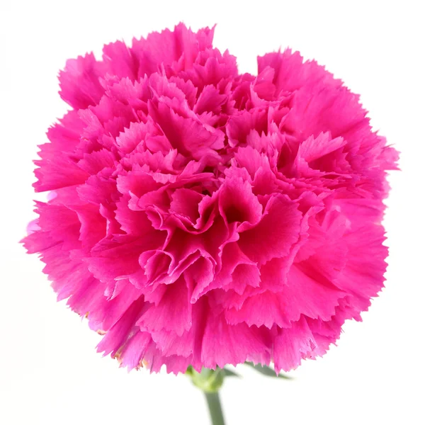 Carnation flower isolated white background — Stock Photo, Image